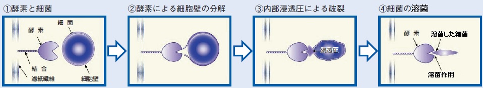 溶菌のメカニズム