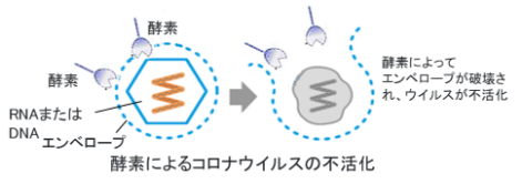 酵素によるコロナウイルスの不活化
